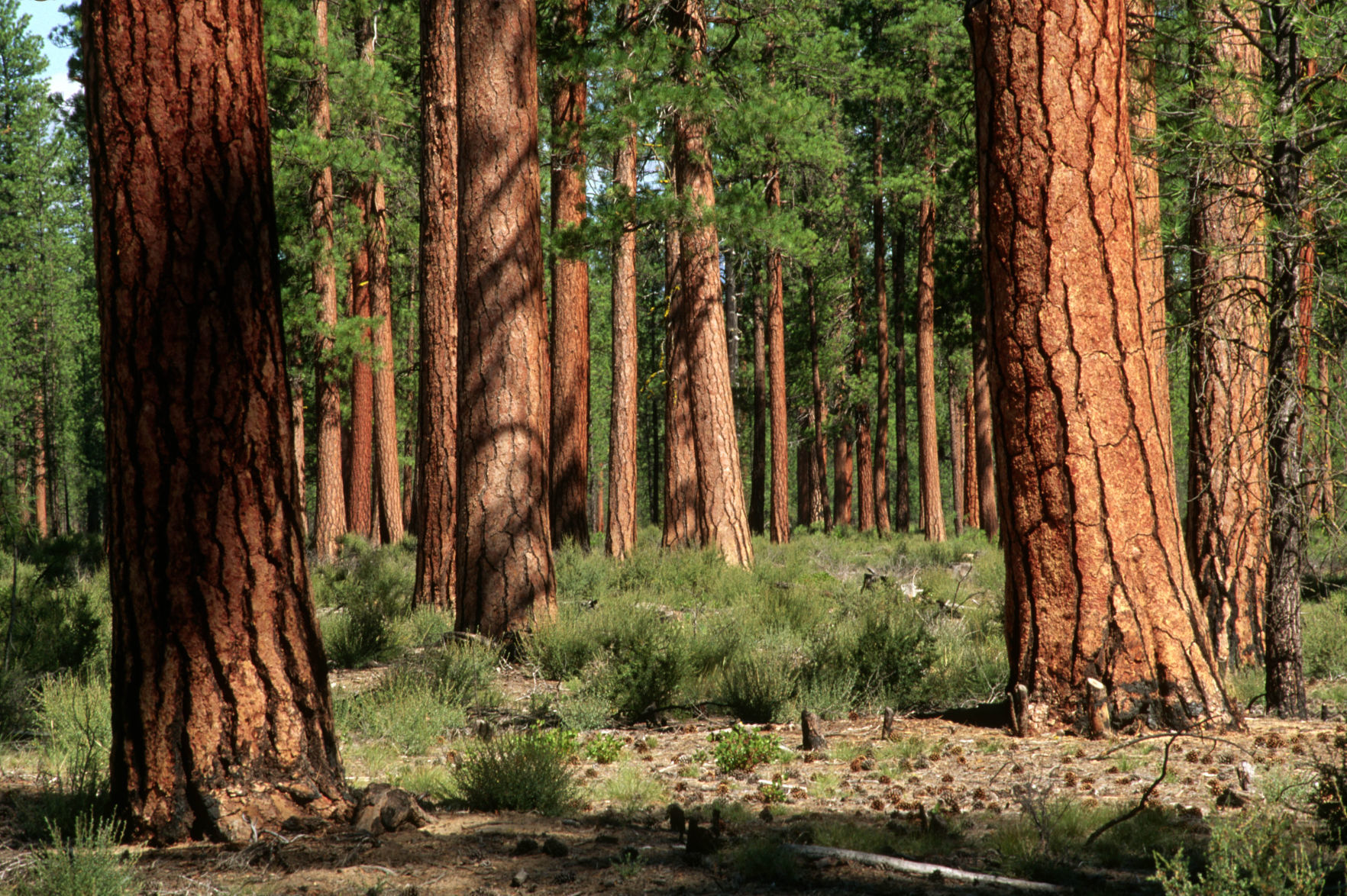 Old growth Ponderosa pine
